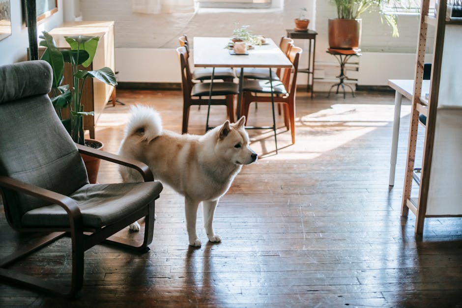 minimalist cozy living room with dog on wooden floor